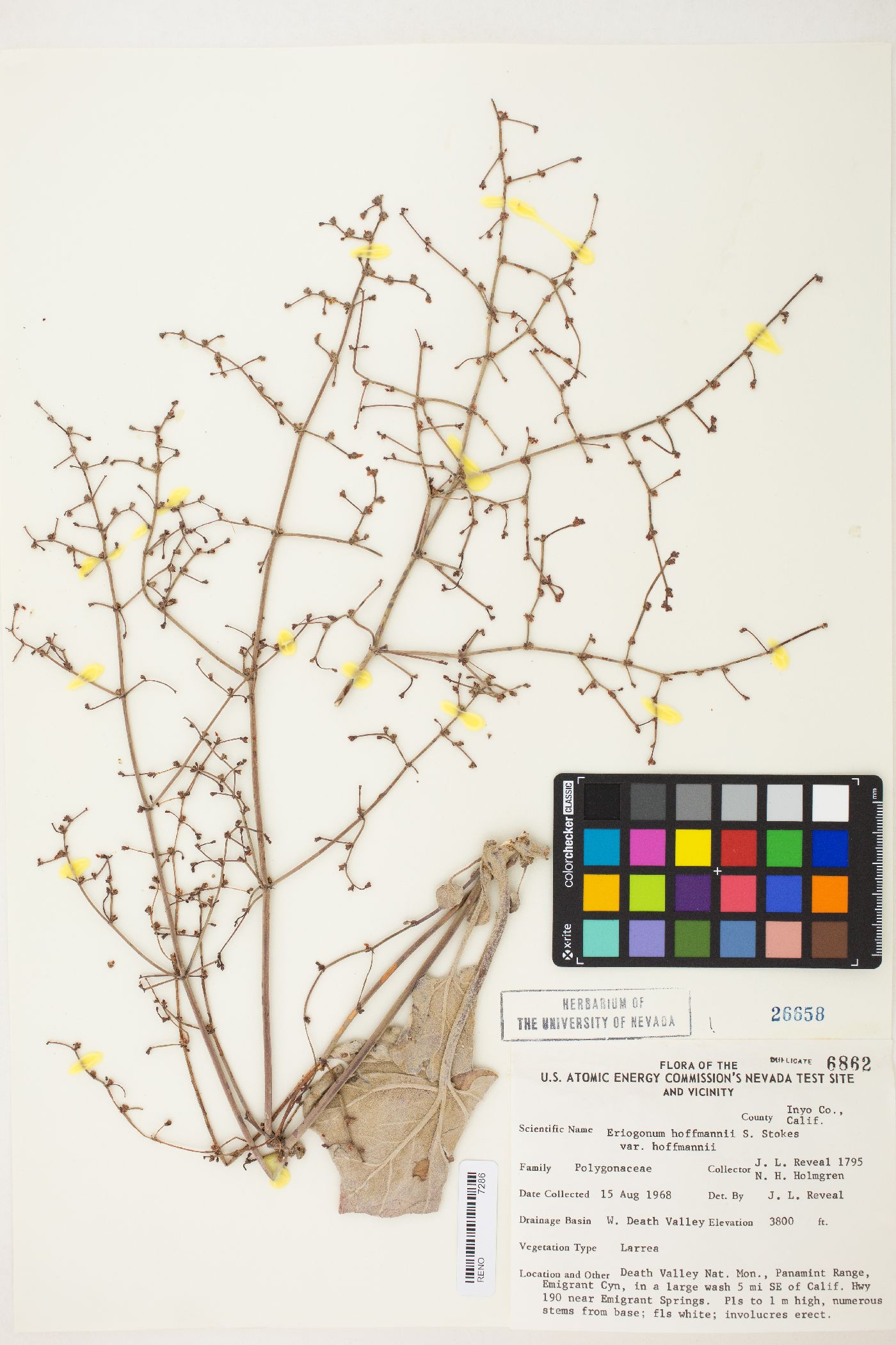 Eriogonum hoffmannii var. hoffmannii image