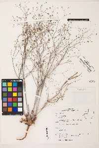 Eriogonum inflatum image