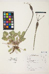 Eriogonum inflatum image