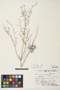 Eriogonum exaltatum image