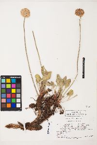 Image of Eriogonum latens