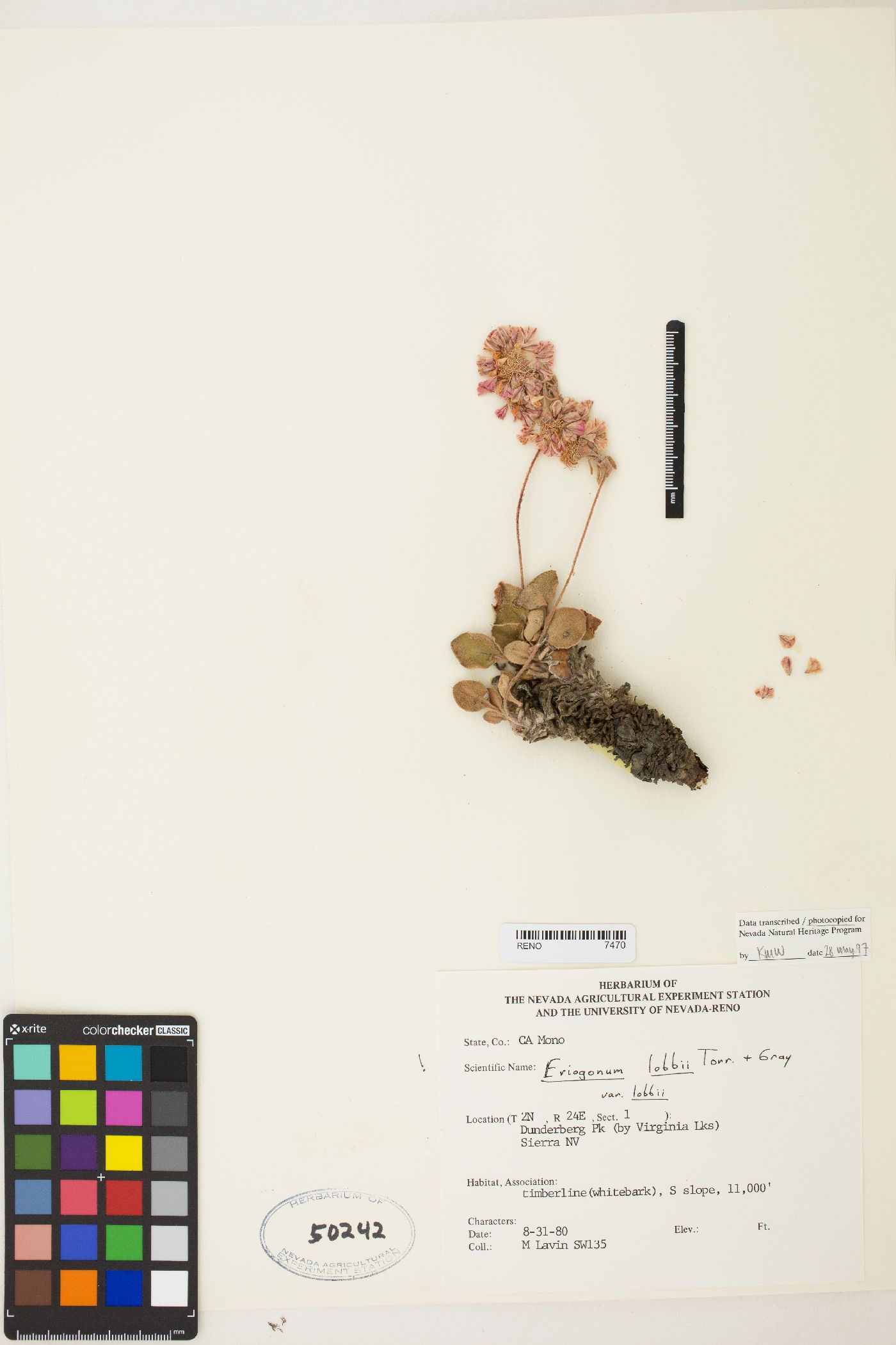 Eriogonum lobbii var. lobbii image