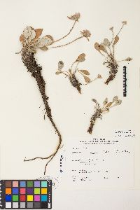 Eriogonum lobbii image