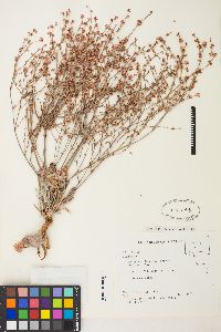 Eriogonum luteolum image