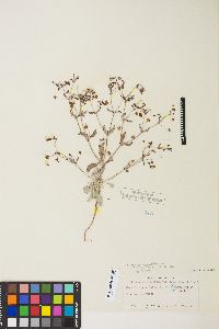 Eriogonum maculatum image