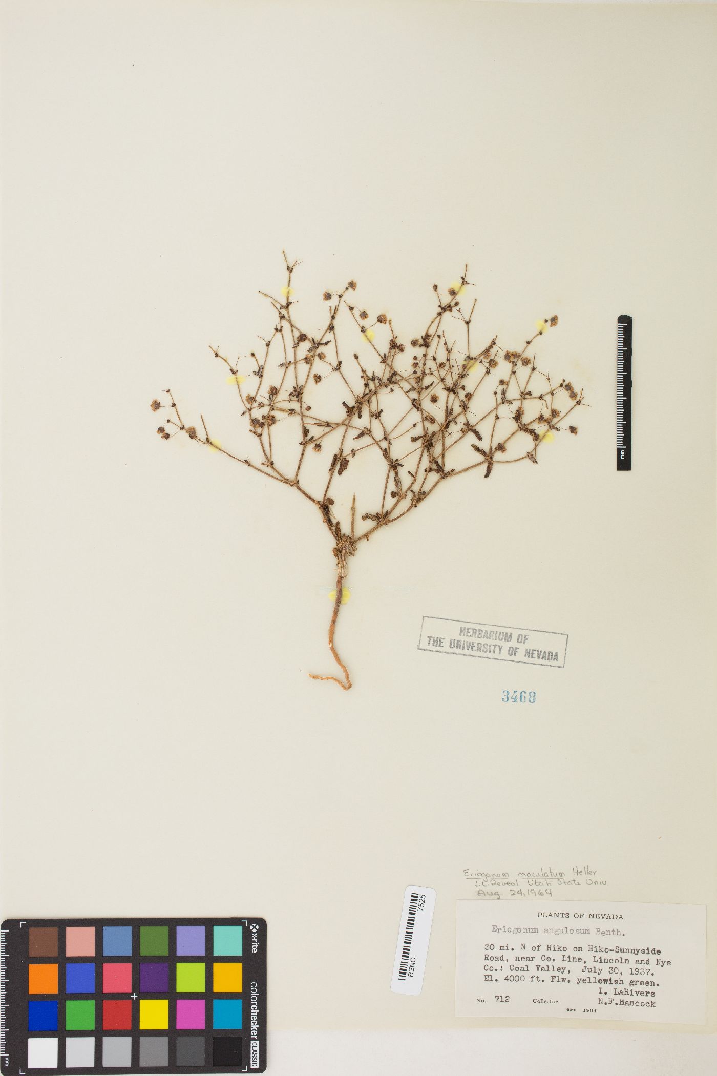 Eriogonum maculatum image