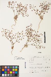 Eriogonum maculatum image