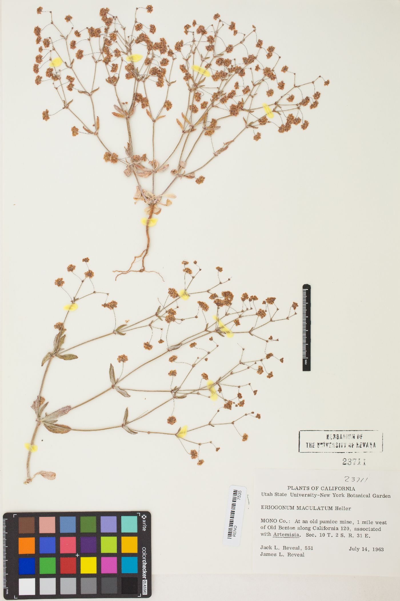 Eriogonum maculatum image