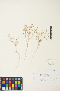 Eriogonum maculatum image