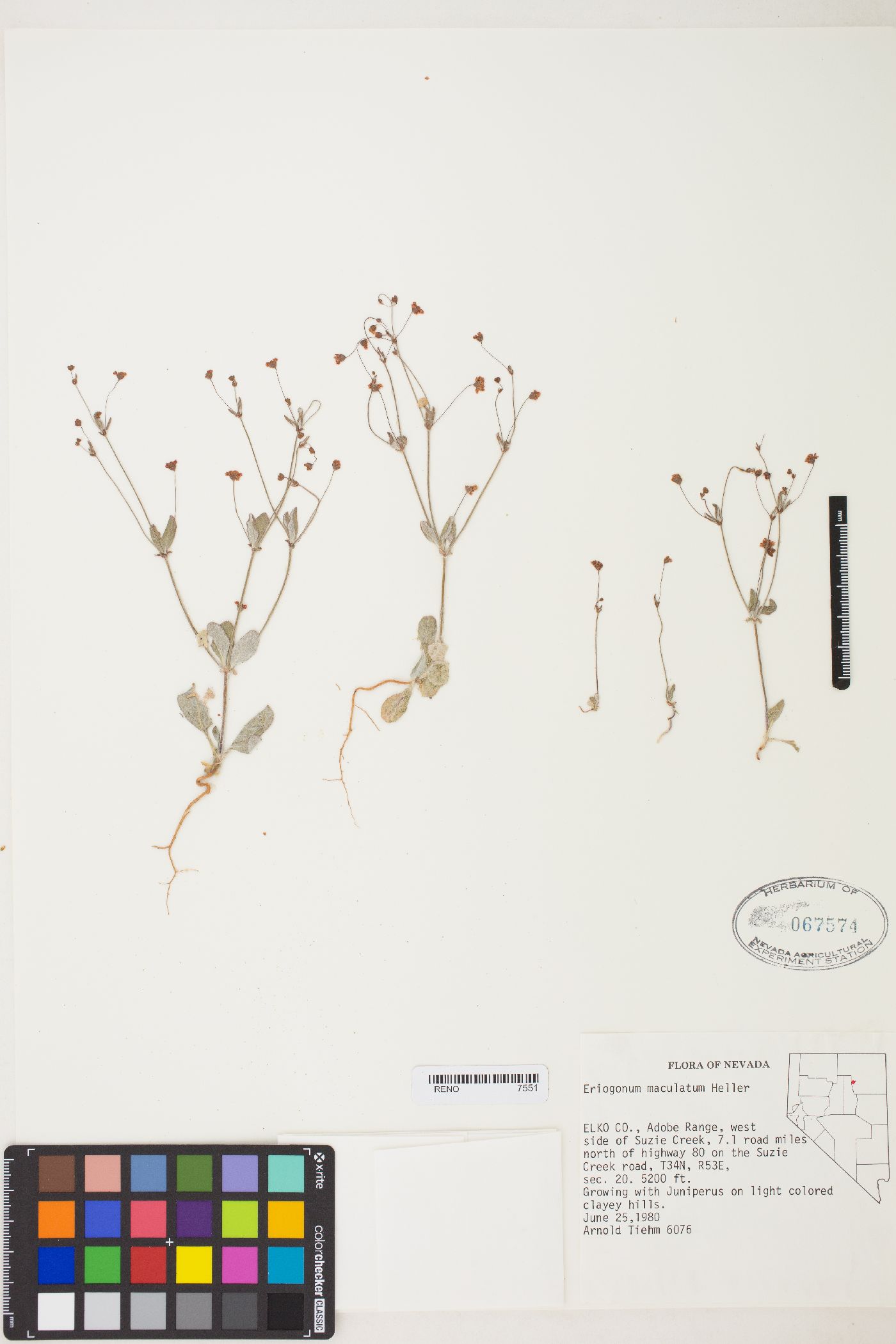 Eriogonum maculatum image