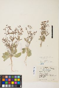 Eriogonum maculatum image