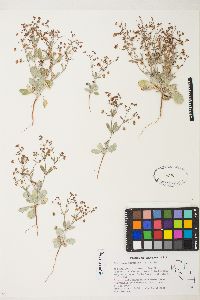 Eriogonum maculatum image