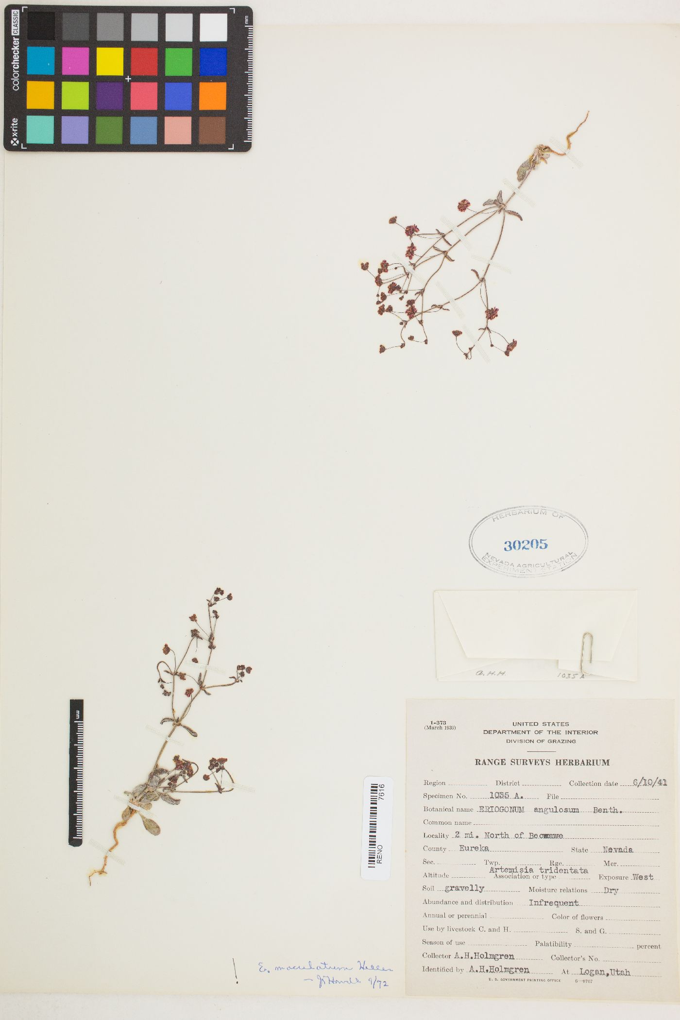 Eriogonum maculatum image