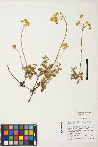 Eriogonum marifolium image