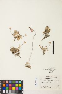 Eriogonum marifolium image