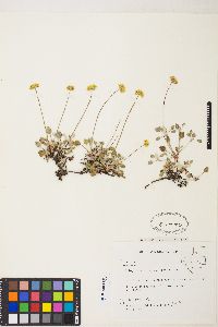 Eriogonum marifolium image