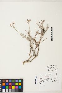 Eriogonum microtheca var. ambiguum image