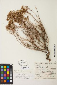 Eriogonum microtheca var. ambiguum image