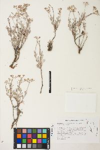 Eriogonum microthecum var. ambiguum image