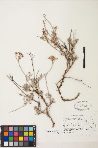Eriogonum microthecum var. ambiguum image