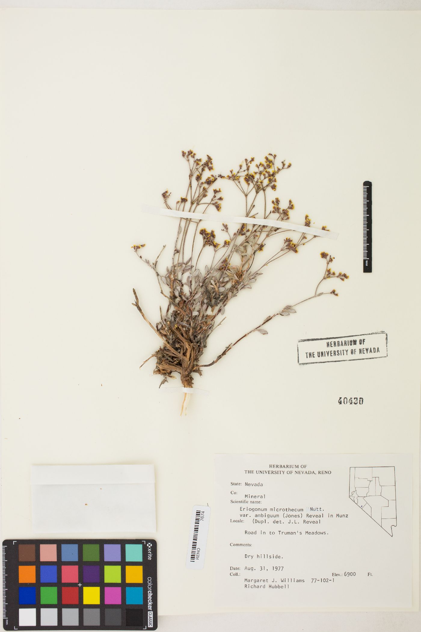 Eriogonum microtheca var. ambiguum image