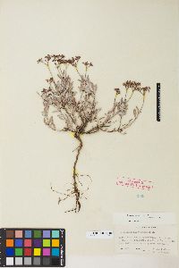 Eriogonum microthecum var. laxiflorum image