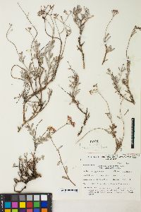 Eriogonum microthecum var. laxiflorum image