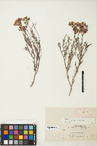 Eriogonum microtheca image