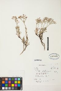 Eriogonum microtheca image