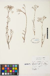 Eriogonum microtheca image