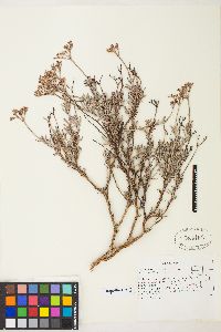 Eriogonum microtheca image