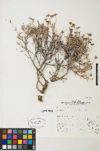 Eriogonum microtheca image