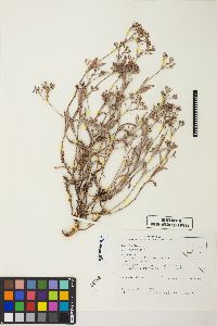 Eriogonum microtheca image