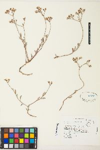 Eriogonum microtheca image