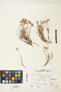 Eriogonum microtheca image