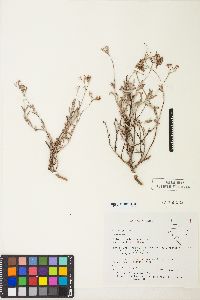 Eriogonum microthecum var. laxiflorum image