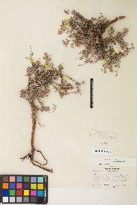 Eriogonum microthecum var. laxiflorum image