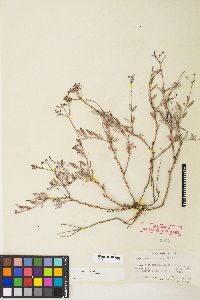 Eriogonum microtheca image