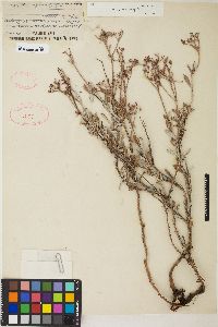 Eriogonum microtheca image