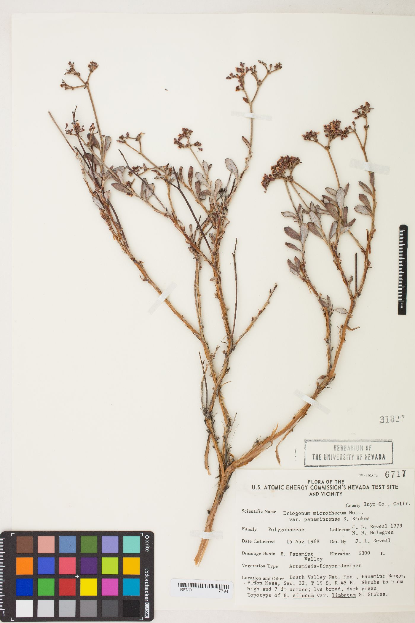 Eriogonum microtheca var. panamintense image