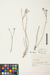 Eriogonum natum image