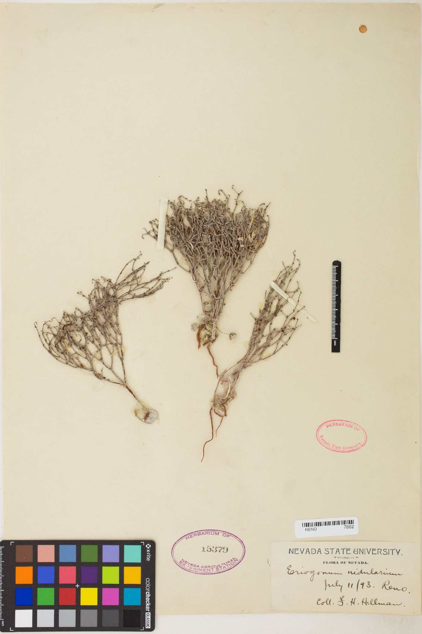 Eriogonum nidularium image