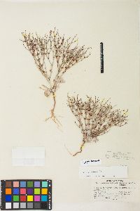 Eriogonum nidularium image