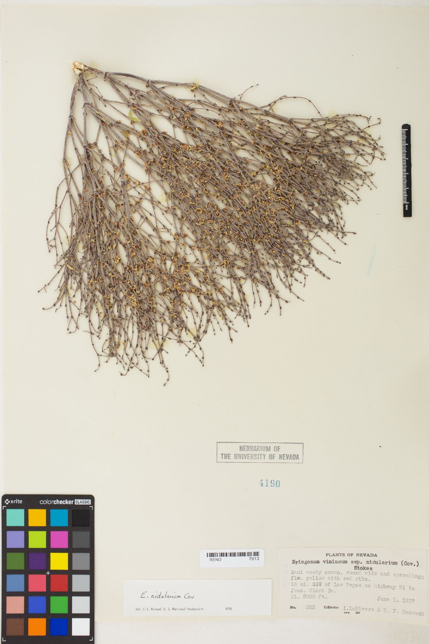 Eriogonum nidularium image