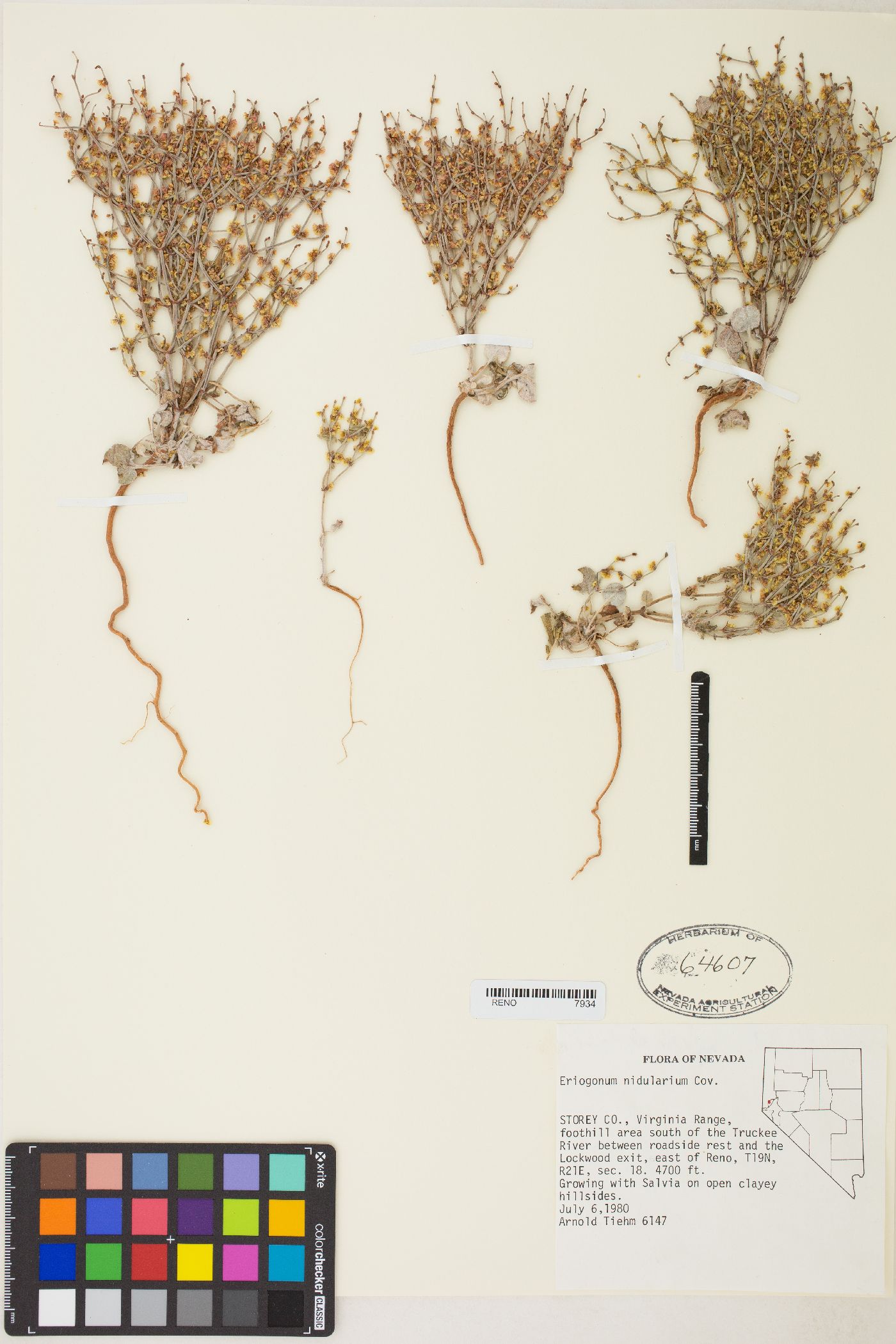 Eriogonum nidularium image