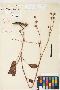 Eriogonum nudum var. auriculatum image