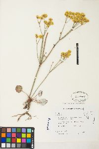 Eriogonum nudum image