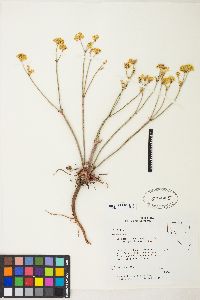 Eriogonum nudum image