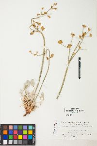 Eriogonum nudum var. pubiflorum image