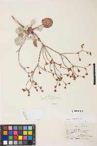 Eriogonum nudum var. pubiflorum image